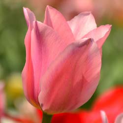 Tulipán fosteriana 'Albert Heijn'